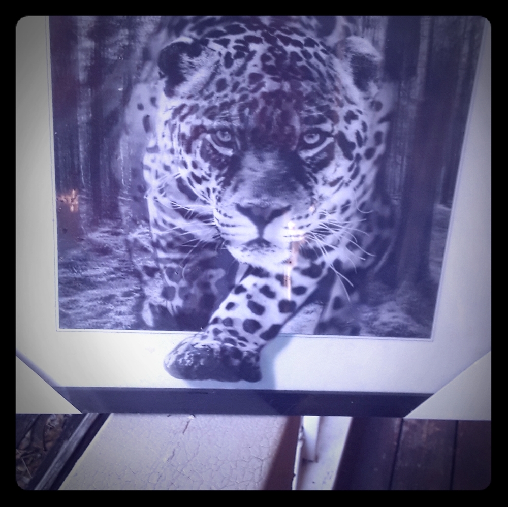 Brand new tiger picture 3d effects